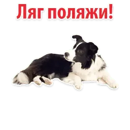Собаки против котов sticker 7