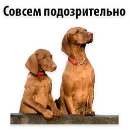 Собаки против котов sticker 8