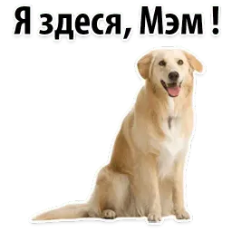 Собаки против котов sticker 9