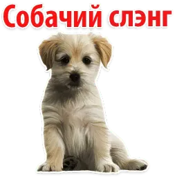? Собачий Слэнг Telegram sticker pack
