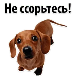 ? Собачий Слэнг sticker 2