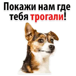 ? Собачий Слэнг sticker 11