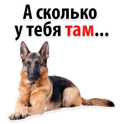 ? Собачий Слэнг sticker 12