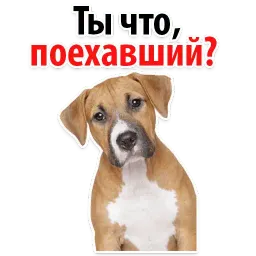 ? Собачий Слэнг sticker 3