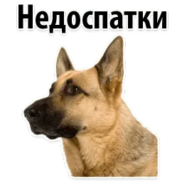 ? Собачий Слэнг sticker 4