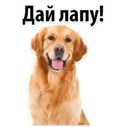 ? Собачий Слэнг sticker 5