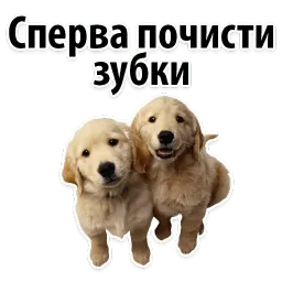 ? Собачий Слэнг sticker 6