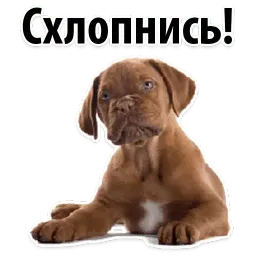 ? Собачий Слэнг sticker 7