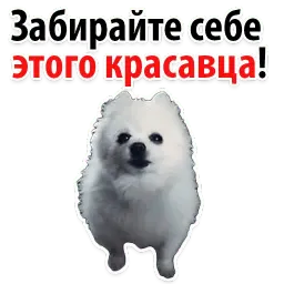 ? Собачий Слэнг sticker 8