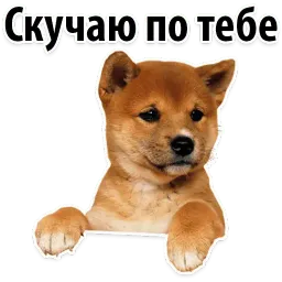 ? Собачий Слэнг sticker 10