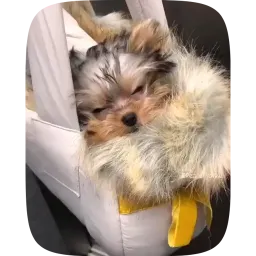 Видеостикеры с собаками sticker 2