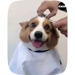 Видеостикеры с собаками sticker 8