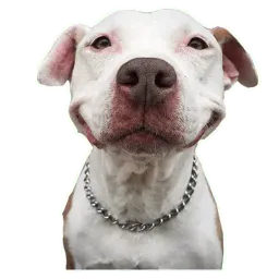 Псы @eeZee_stickers Telegram sticker pack