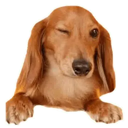 Псы @eeZee_stickers sticker 2