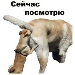 Псы @eeZee_stickers sticker 11