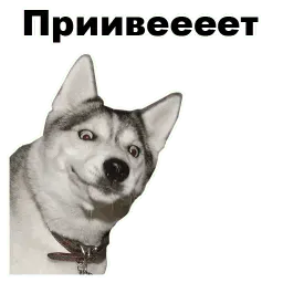 Псы @eeZee_stickers sticker 8