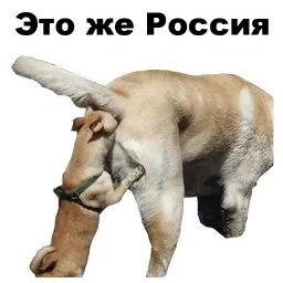 Псы @eeZee_stickers sticker 10