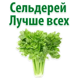 Факты о Сельдерее @TuristasTV Telegram sticker pack