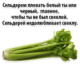 Факты о Сельдерее @TuristasTV sticker 12