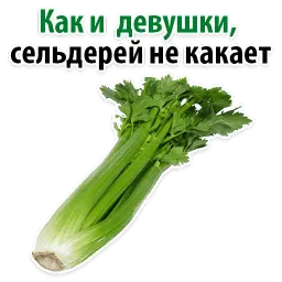 Факты о Сельдерее @TuristasTV sticker 3