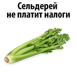 Факты о Сельдерее @TuristasTV sticker 4