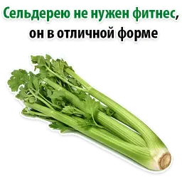 Факты о Сельдерее @TuristasTV sticker 5