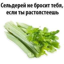Факты о Сельдерее @TuristasTV sticker 8
