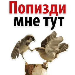 Твои Любимые Фразочки @TuristasTV sticker 6