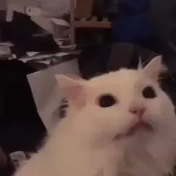 Забавные животные Gif sticker 3