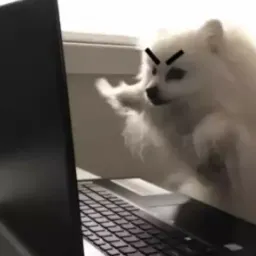 Забавные животные Gif sticker 4