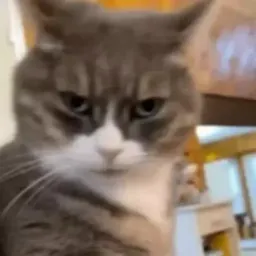 Забавные животные Gif sticker 6
