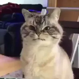 Забавные животные Gif sticker 7