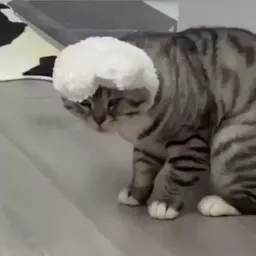 Забавные животные Gif sticker 9