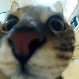 Коты Telegram sticker pack