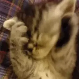 Коты sticker 2
