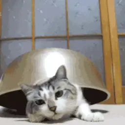 Коты sticker 5