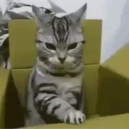 Коты sticker 6