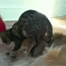 Коты sticker 7