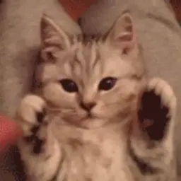 Коты sticker 8