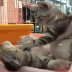 Коты sticker 9