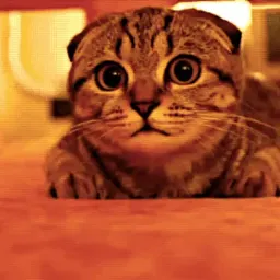 Коты sticker 10