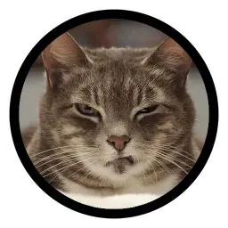 Funny Cats (@Saratov64_chat) Telegram sticker pack