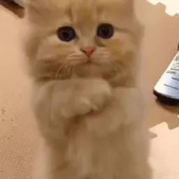 Забавные коты Telegram sticker pack