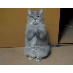 Забавные коты sticker 2