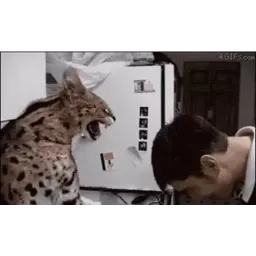 Забавные коты sticker 11