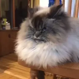 Забавные коты sticker 3