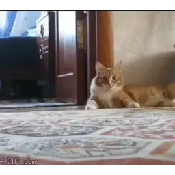 Забавные коты sticker 5
