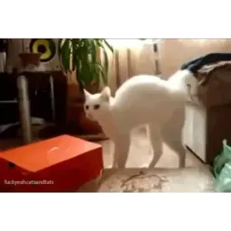 Забавные коты sticker 6