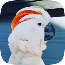Смешные попугаи Telegram sticker pack