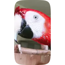 Смешные попугаи sticker 12